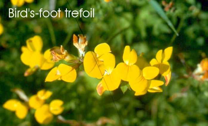Birds-foot Trefoil - larval food plant of the dingy skipper
